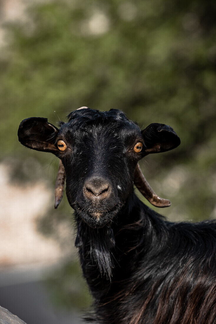 Goat in Greece