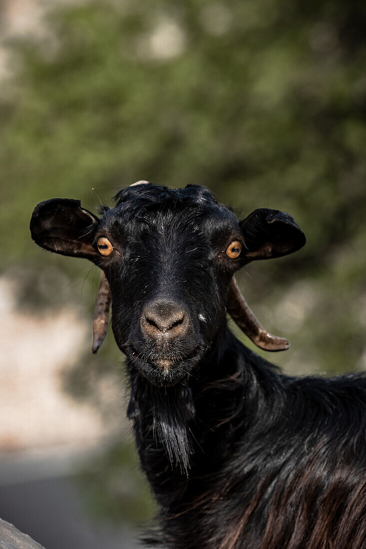 Goat in Greece – License image – 71448026 lookphotos