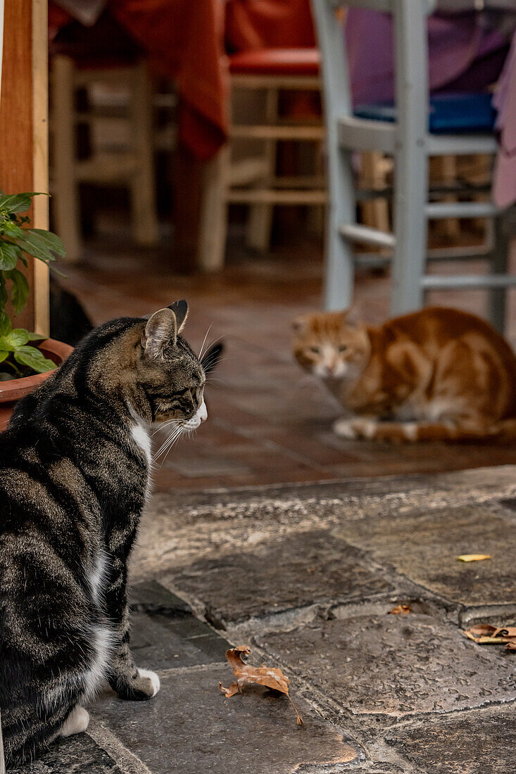 Katzen in Griechenland