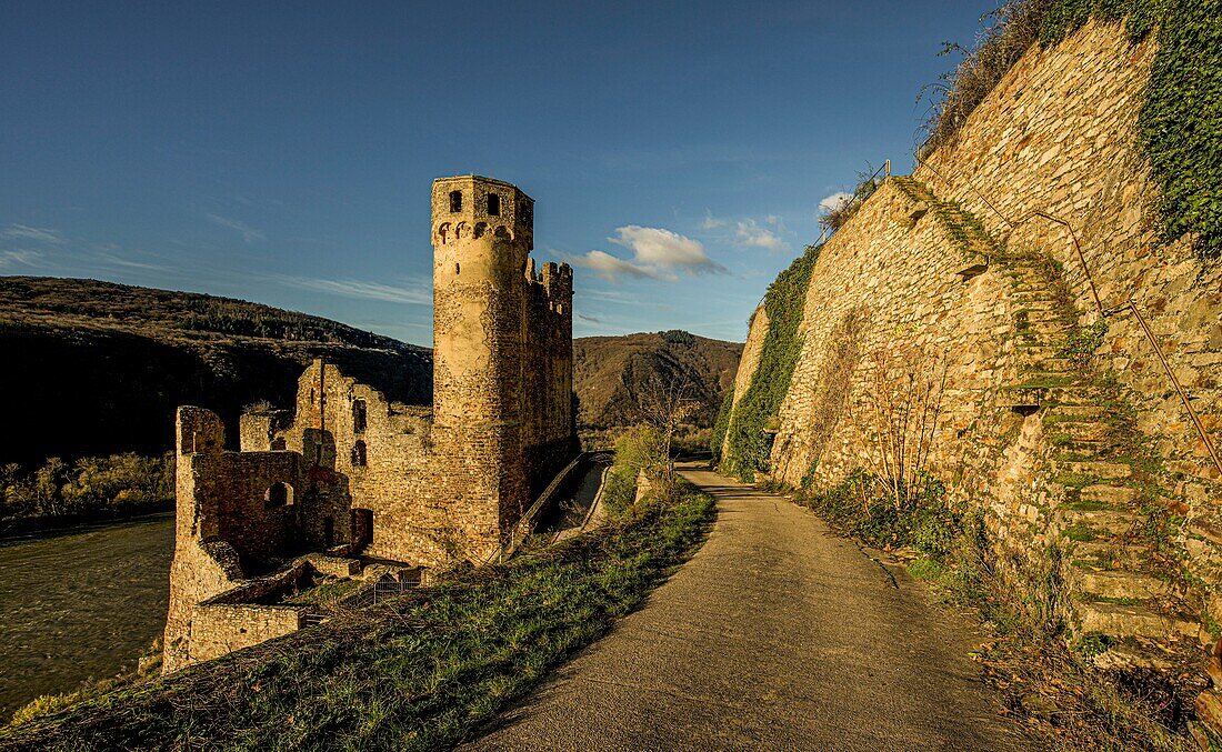 Burg Ehrenfels in den Weinbergen von Rüdesheim, Oberes Mittelrheintal, Hessen, Deutschland