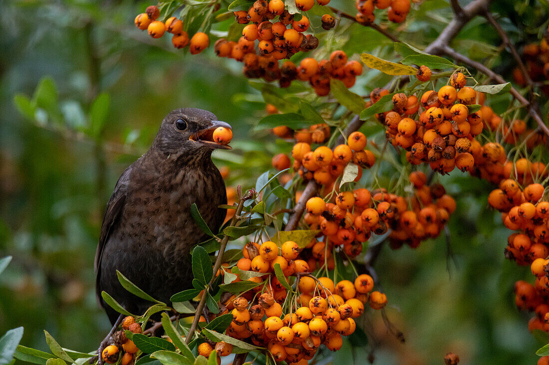 Blackbird eats sea buckthorn fruits in autumn, settlement area, Salzburg, Austria