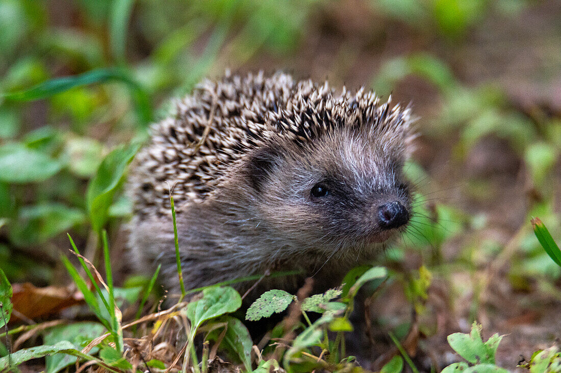 Junger Braunbrustigel (Erinaceus europaeus), zusammengerollt, im Auwald in Salzburg, Österreich