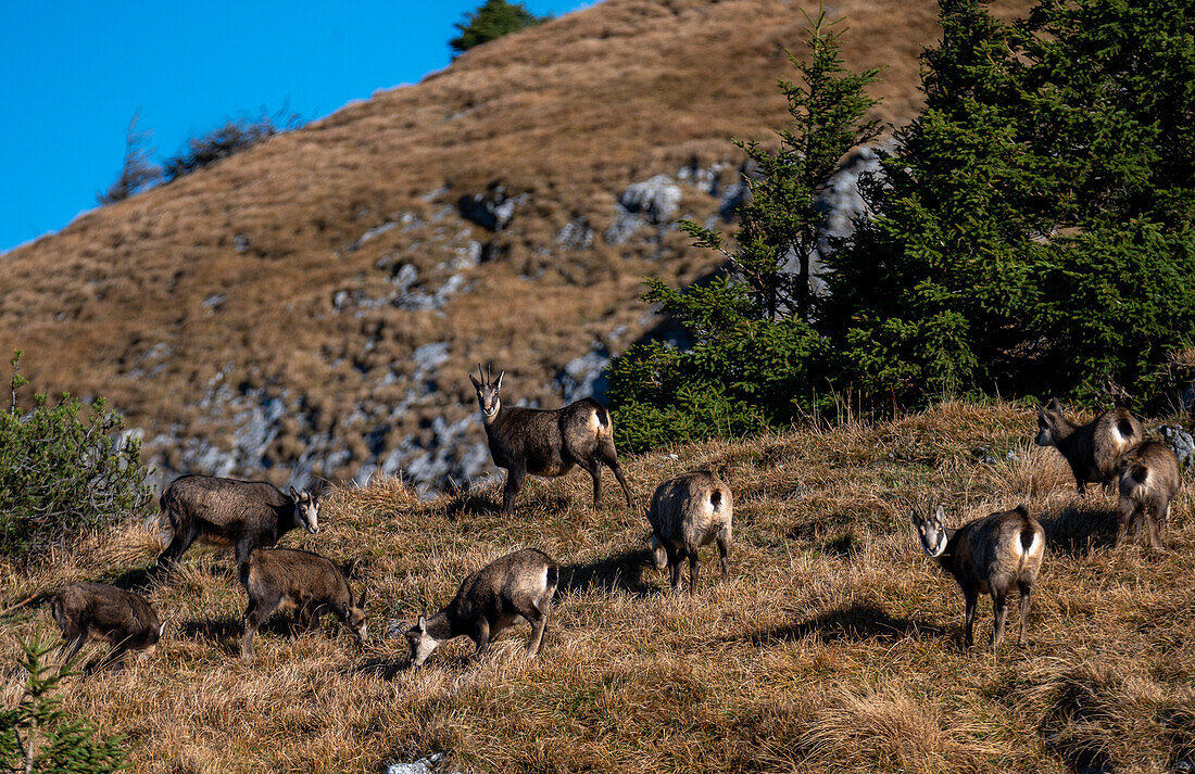 Chamois (Rupicapra rupicapra) on alpine meadows of the Schafberg, Upper Austria, Austria