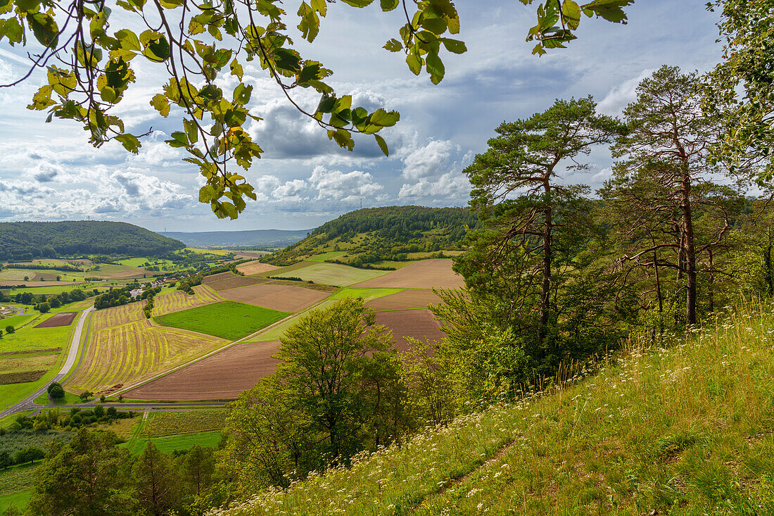 Vineyards near Ramsthal in the evening light, Bad Kissingen district, Franconia, Lower Franconia, Bavaria, Germany