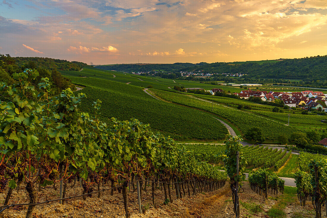 Vineyards near Sommerhausen am Main in the evening light, Würzburg district, Franconia, Lower Franconia, Bavaria, Germany