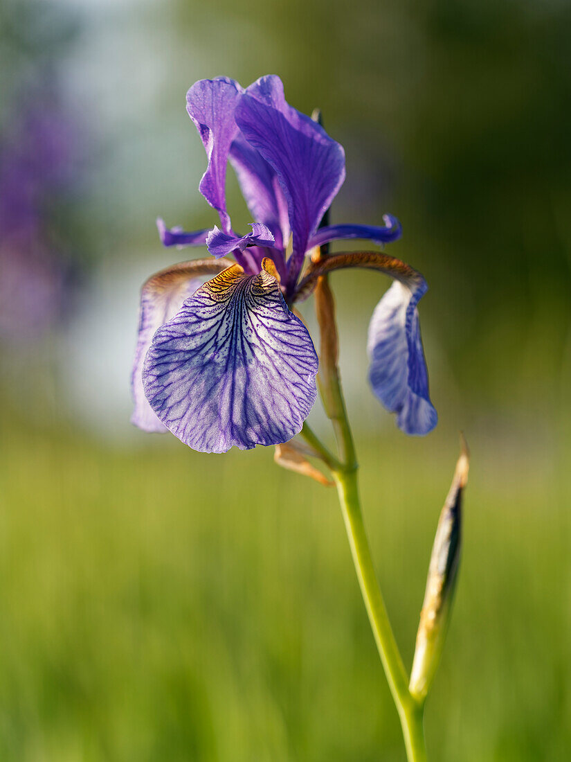 Siberian iris, Iris sibirica, meadow iris