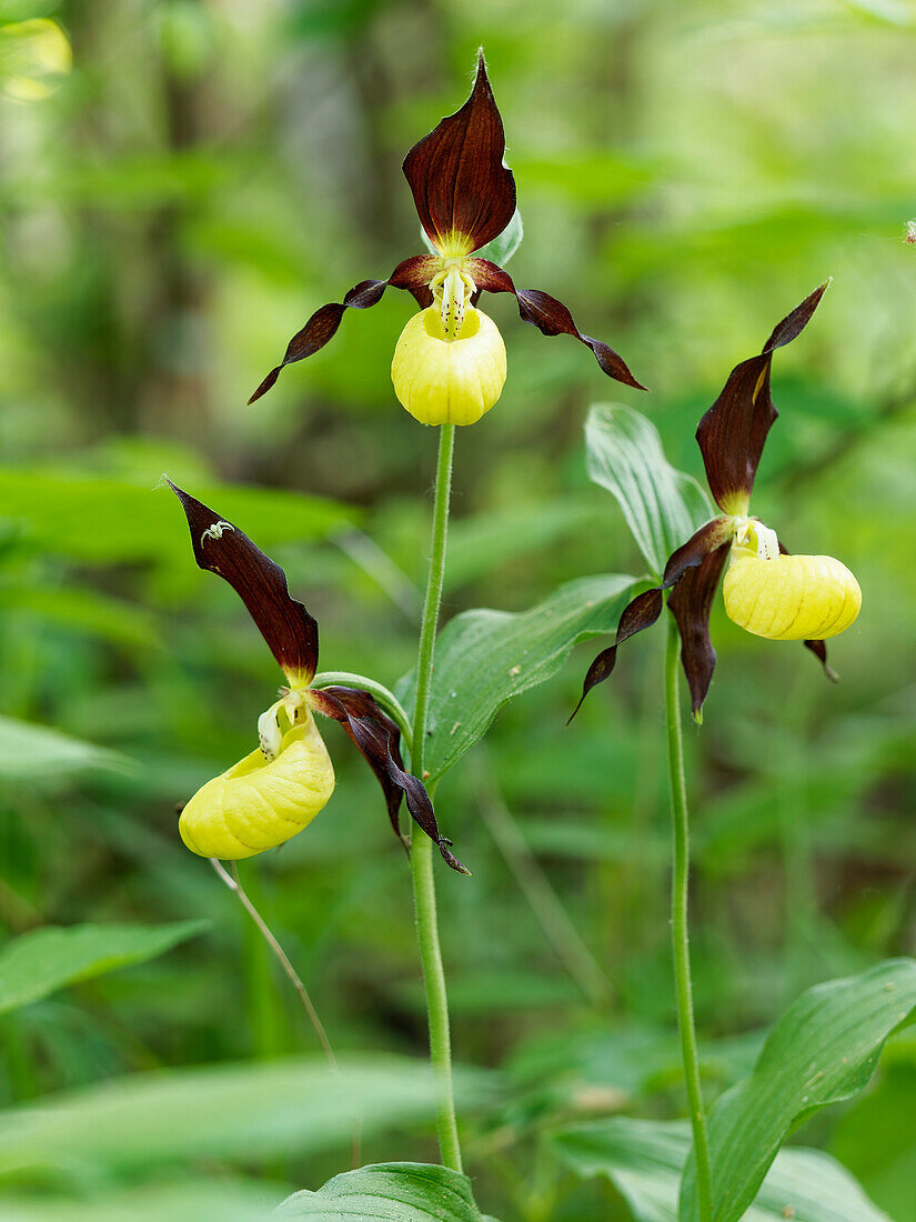 Frauenschuh, Cypripedium calceolus