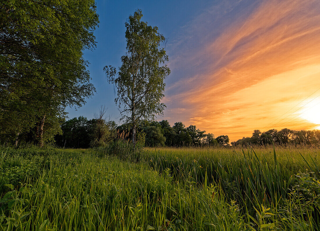 Landscape in the NSG Grettstädter Riedwiesen in the evening light, Schweinfurt district, Lower Franconia, Bavaria, Germany