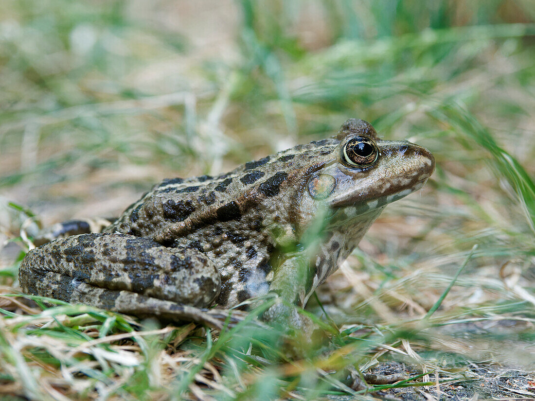 Pond frog, Pelophylax esculentus, Rana esculenta, water frog