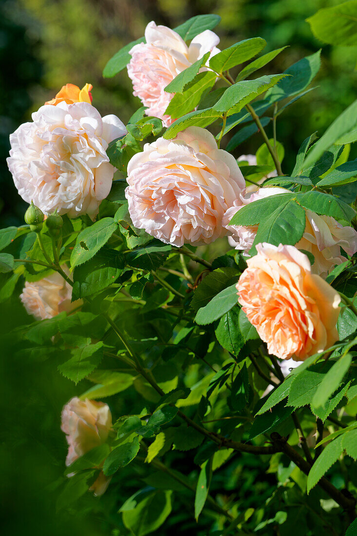 Rose petals in the morning light