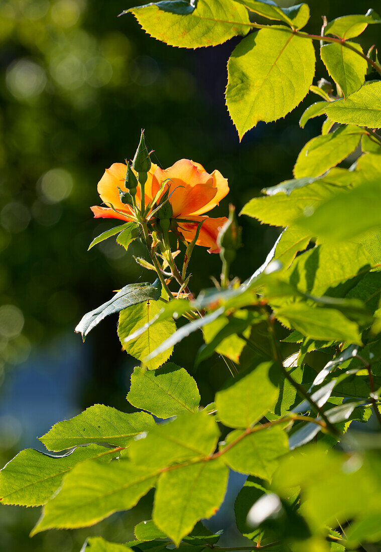 Rosenblüten im Morgenlicht                              