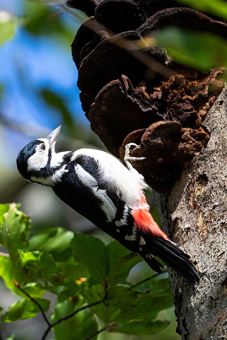 Great spotted woodpecker (Dendrocopos major) on a tree trunk