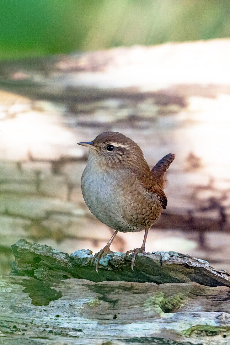 Zaunkönig (Troglodytes troglodytes)