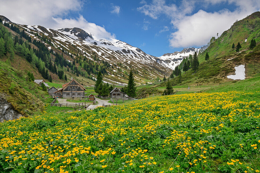 Yellow blooming marsh marigolds with Zauneralm in the background, Riedingtal, Lungau, Niedere Tauern, Salzburg, Austria