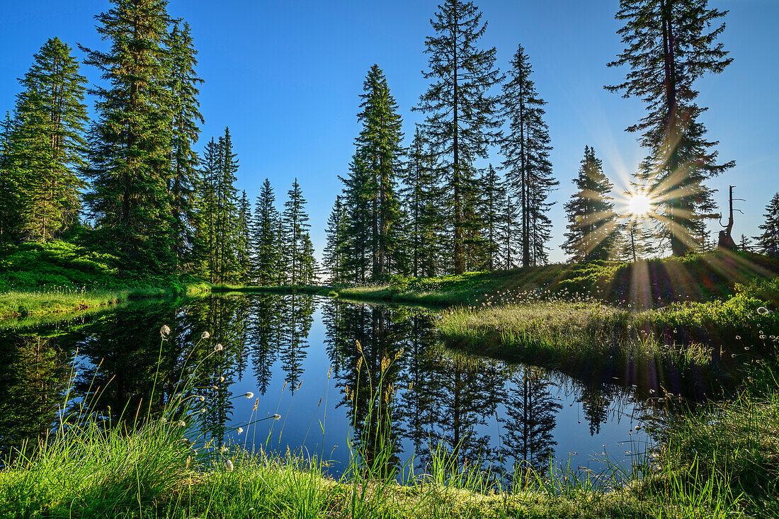 Mountain lake with cotton grass in the forest, Wildschönauer Höhenweg, Wildschönau, Kitzbühel Alps, Tyrol, Austria