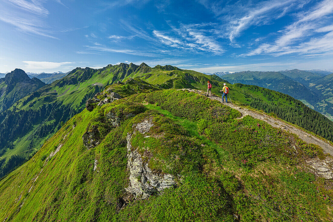 Man and woman hiking through blooming alpine roses, Kitzbühel Alps with Standkopf in the background, Standkopf, Kitzbühel Alps, Tyrol, Austria
