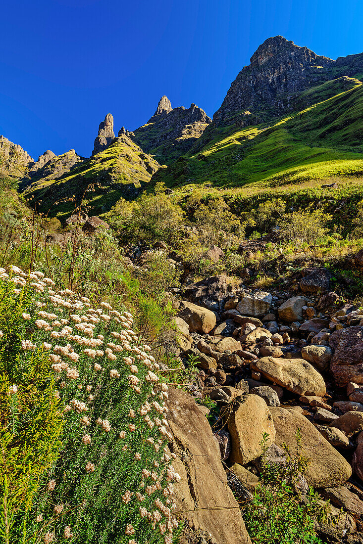 Drakensberge mit Column und The Pyramid, Tseketseke-Tal, Didima, Cathedral Peak, Drakensberge, Kwa Zulu Natal, UNESCO Welterbe Maloti-Drakensberg, Südafrika