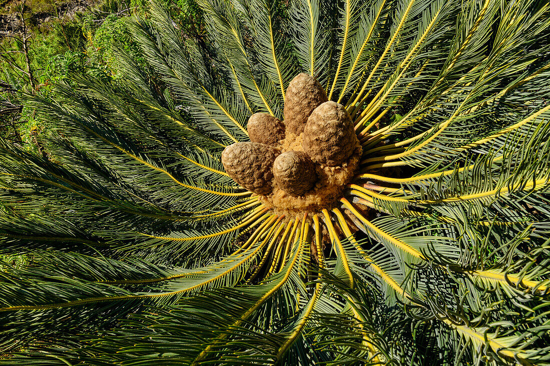 Palmfarn, Drakensberg cycad, Encephalartos ghellinckii, Tseketseke-Tal, Didima, Cathedral Peak, Drakensberge, Kwa Zulu Natal, UNESCO Welterbe Maloti-Drakensberg, Südafrika