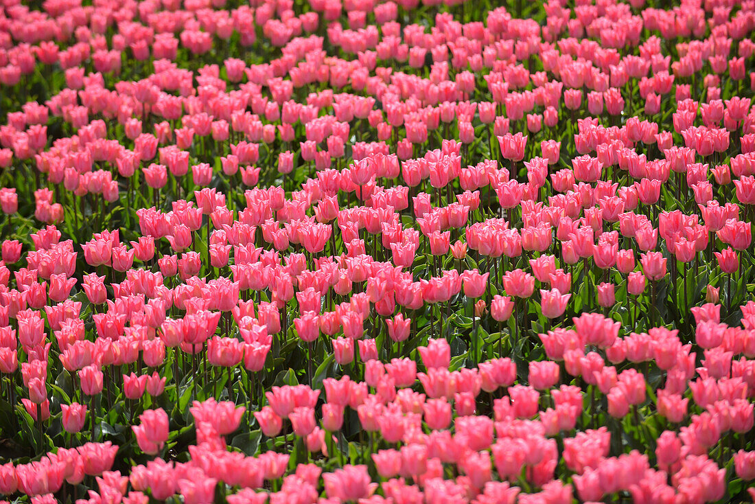 Coloured tulips fields, Holland