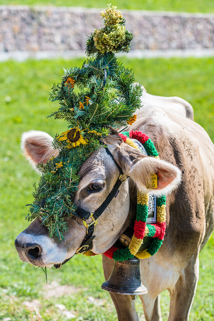Decorated cow, cattle drive, Truden, South Tyrol, Alto Adige, Italy