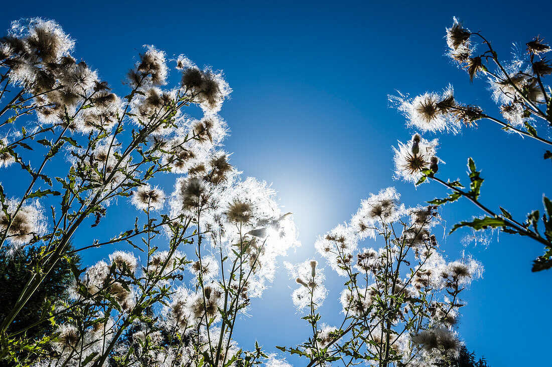 &quot;Ethnic cotton grass&quot; in the backlight, Truden, South Tyrol, Alto Adige, Italy