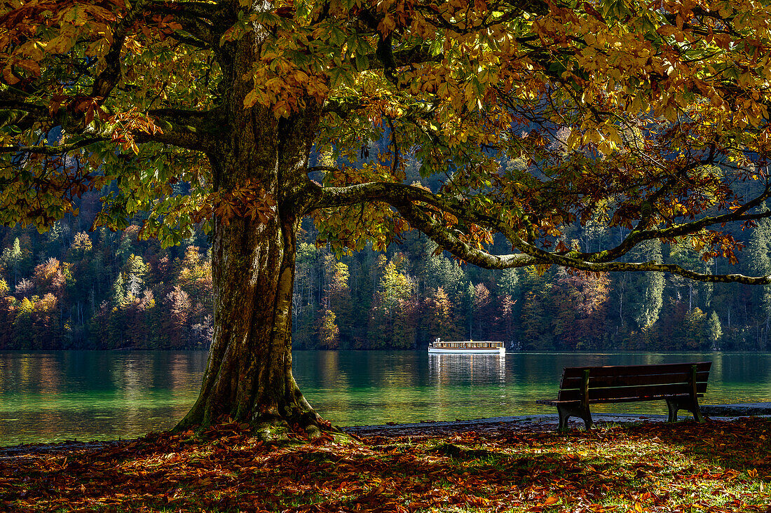 Sitzbank am Ufer vom Königssee, Nationalpark Berchtesgaden, Berchtesgadener Alpen, Oberbayern, Bayern, Deutschland