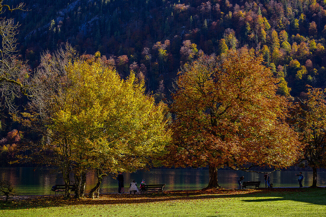 Bäume und Sitzbänke mit Touristen am Ufer vom Königssee, Nationalpark Berchtesgaden, Berchtesgadener Alpen, Oberbayern, Bayern, Deutschland