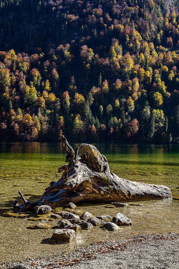 Alter Holzstamm mit Wurzel im See, Königssee, Nationalpark Berchtesgaden, Berchtesgadener Alpen, Oberbayern, Bayern, Deutschland