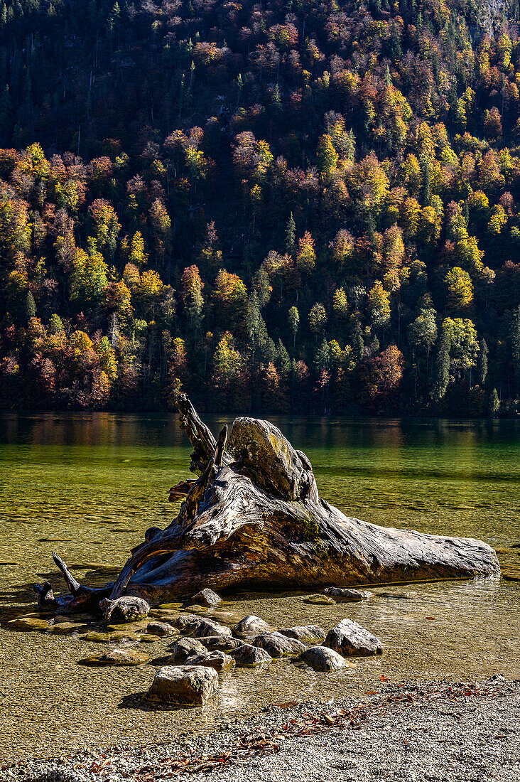 Old wooden trunk with roots in the lake, tourist boat trip/shipping on the Königssee, Königssee with St. Bartholomä Church in front of the Watzmann east wall, Königssee, Berchtesgaden National Park, Berchtesgaden Alps, Upper Bavaria, Bavaria, Germany