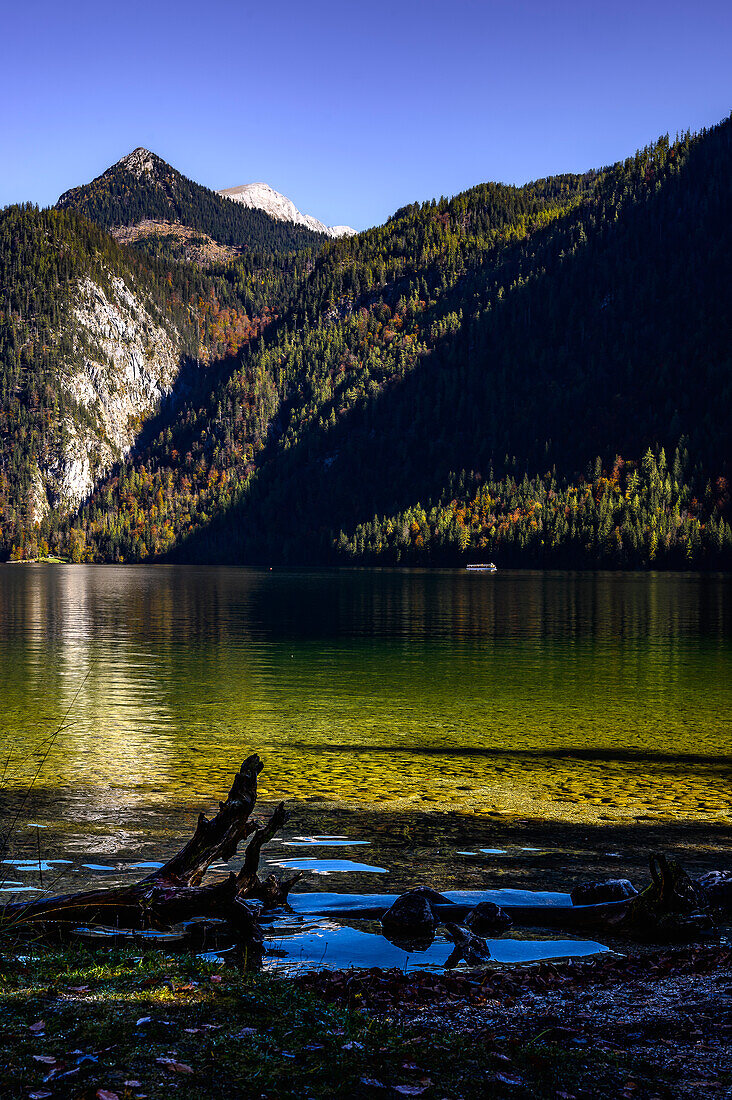 Alter Holzstamm mit Wurzel im See, Königssee, Nationalpark Berchtesgaden, Berchtesgadener Alpen, Oberbayern, Bayern, Deutschland