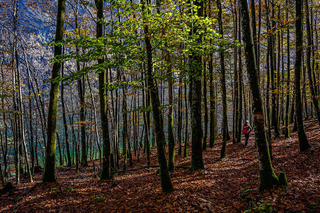 Wanderweg mit Wanderer im Wald am Königssee, Nationalpark Berchtesgaden, Berchtesgadener Alpen, Oberbayern, Bayern, Deutschland