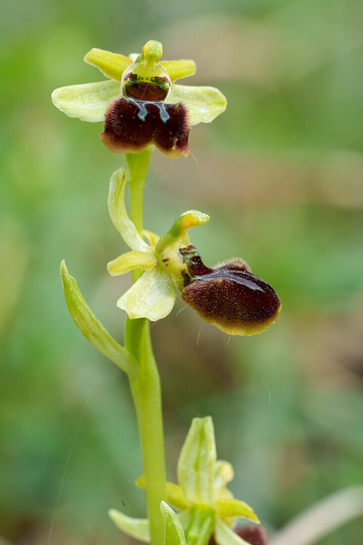 Small spiderwort, Ophrys araneola
