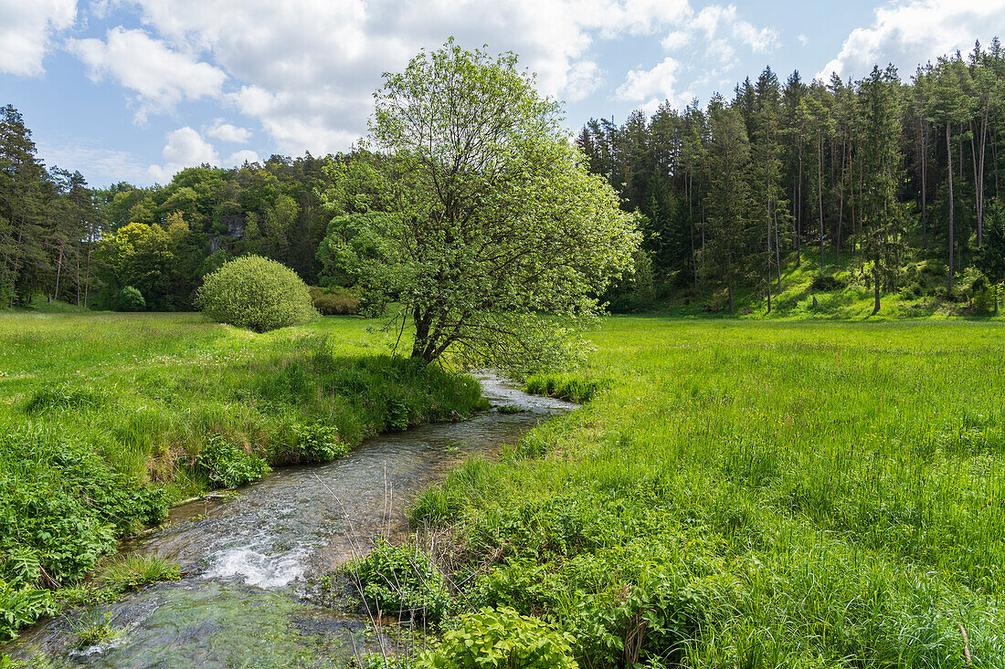 The Wiesent in the Paradiestal, Franconian Switzerland, municipality of Stadelhofen, Bamberg district, Upper Franconia, Bavaria, Germany