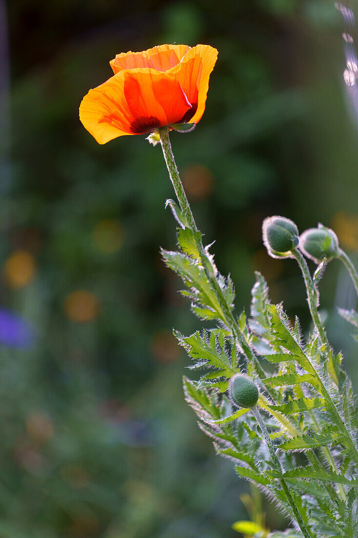 Poppies, papavers in the backlight