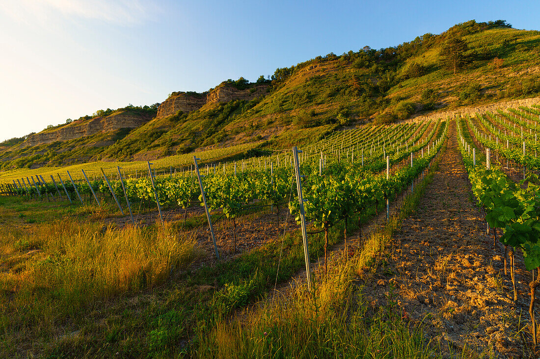 Mainprallhänge und Weinberge zwischen Retzbach am Main und Thüngersheim im Abendlicht, Landkreis Main-Spessart, Unterfranken, Bayern, Deutschland