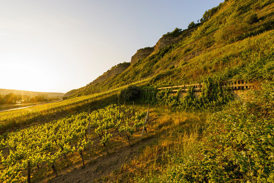 Main slopes and vineyards between Retzbach am Main and Thüngersheim in the evening light, Main-Spessart district, Lower Franconia, Bavaria, Germany