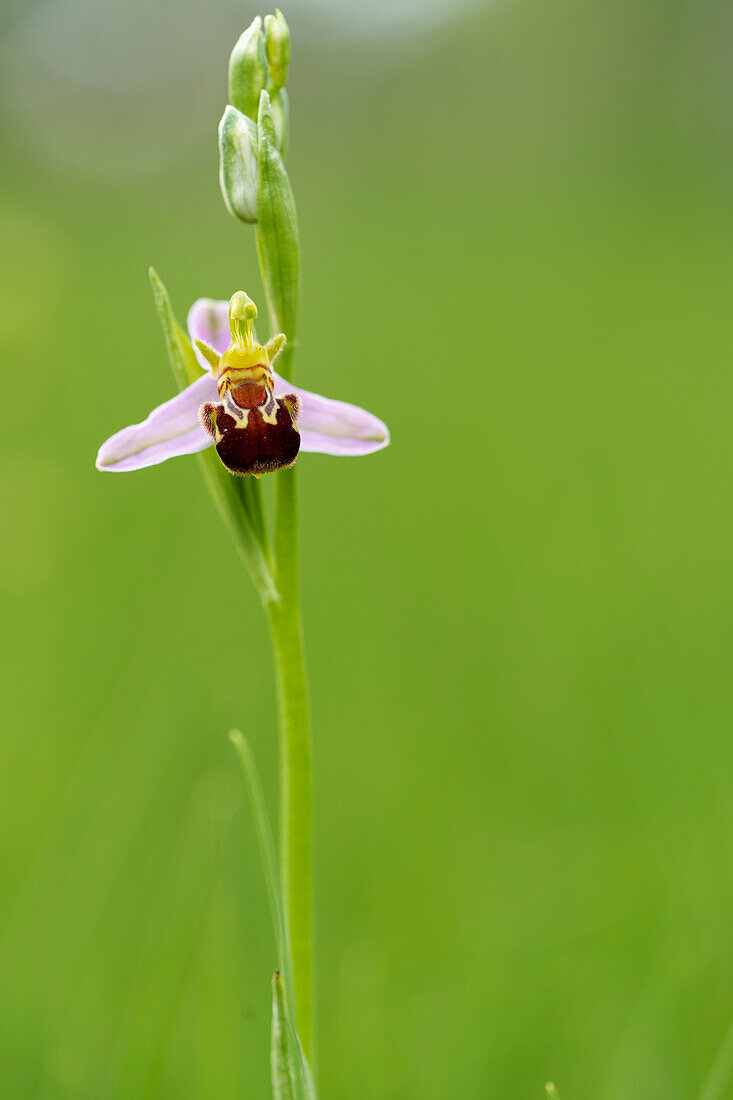 Bienen-Ragwurz, Ophrys apifera, Bienenragwurz