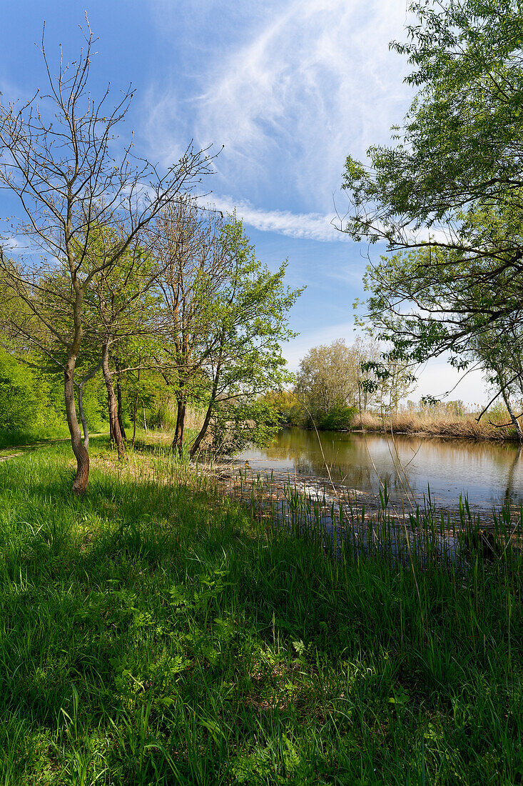 On the way between the NSG Garstadt bird sanctuary and the Mainebne near Hirschfeld and Heidenfeld in the Schweinfurt district, Lower Franconia, Bavaria, Germany