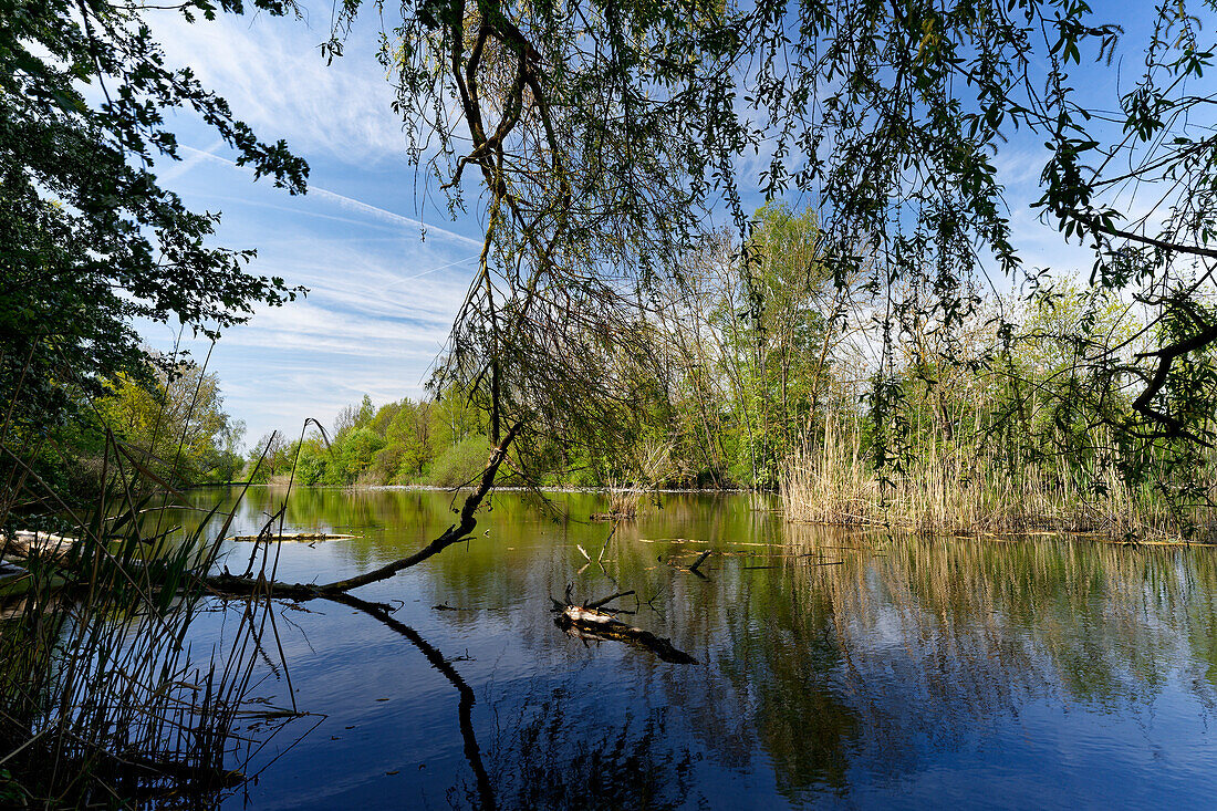 On the way between the NSG Garstadt bird sanctuary and the Mainebne near Hirschfeld and Heidenfeld in the Schweinfurt district, Lower Franconia, Bavaria, Germany