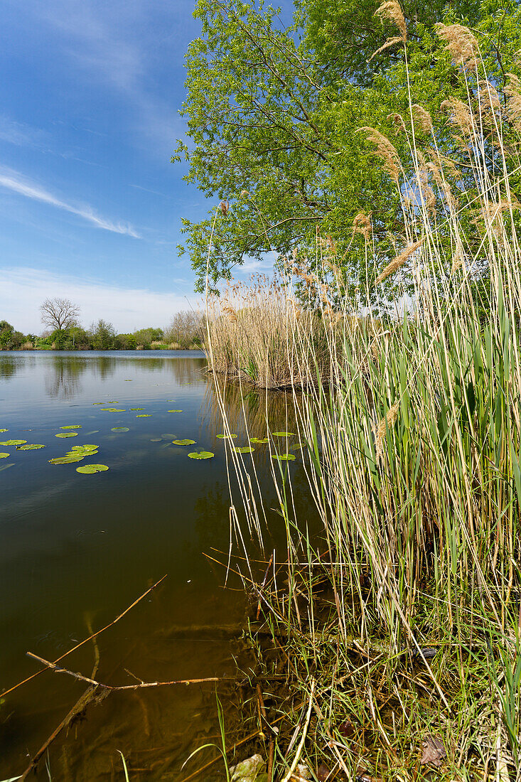 On the way between the NSG Garstadt bird sanctuary and the Mainebne near Hirschfeld and Heidenfeld in the Schweinfurt district, Lower Franconia, Bavaria, Germany