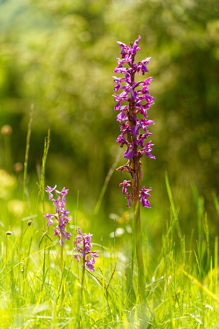 Man's orchid, Orchis mascula