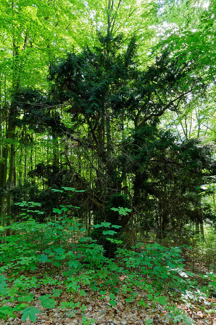 Yew trees, Taxus baccata, in the Ibengarten near Glattbach, Rhön Biosphere Reserve, Dermbach municipality, Wartburgkreis, Thuringia, Germany