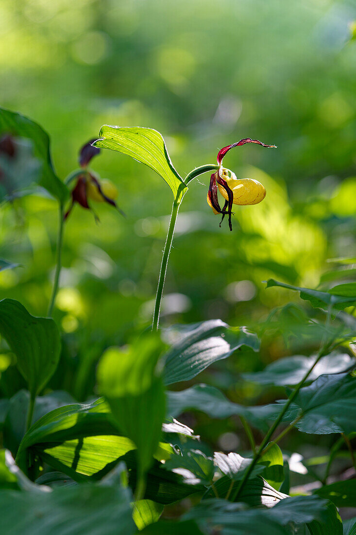 Frauenschuh, Cypripedium calceolus