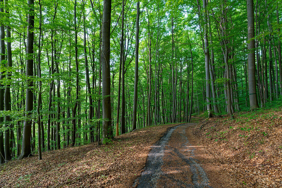 Der Ibengarten am Neuenberg mit einen der größten Eibenwälder Deutschlands bei Glattbach, Biosphärenreservat Rhön, Gemeinde Dermbach, Wartburgkreis, Thüringen, Deutschland