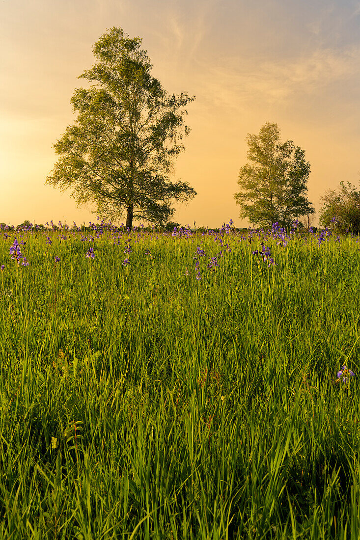 Landscape in the NSG Grettstädter Riedwiesen in the evening light, Schweinfurt district, Lower Franconia, Bavaria, Germany