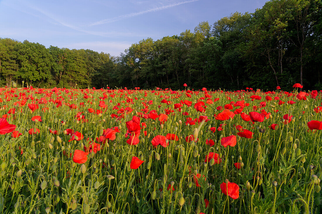 Poppy fields in the evening light