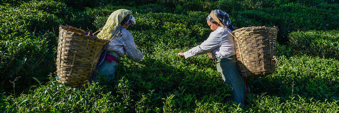 Teepflückerinnen bei der Arbeit inmitten eines Teefeldes, Das Pflücken erfordert hohe Geschicklichkeit. Wohl deshalb findet man fast ausschließlich Frauen in den Teegärten, Darjeeling, West-Bengalen, Indien