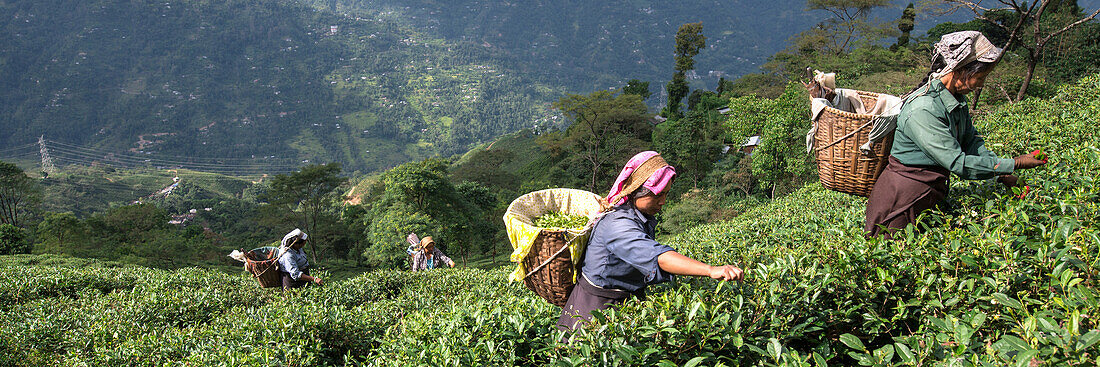 Teepflückerinnen am Hang. Nur die zwei jüngsten Triebspitzen und die Knospe kommen in den Korb, etwa 15000 für 1 kg Tee, Darjeeling, West-Bengalen