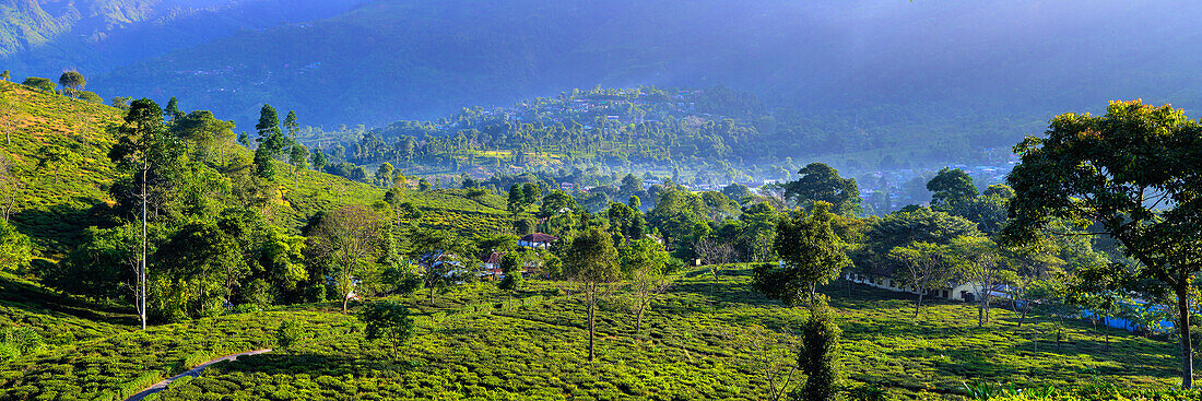 View over the tea landscape near Darjeeling, West Bengal, India