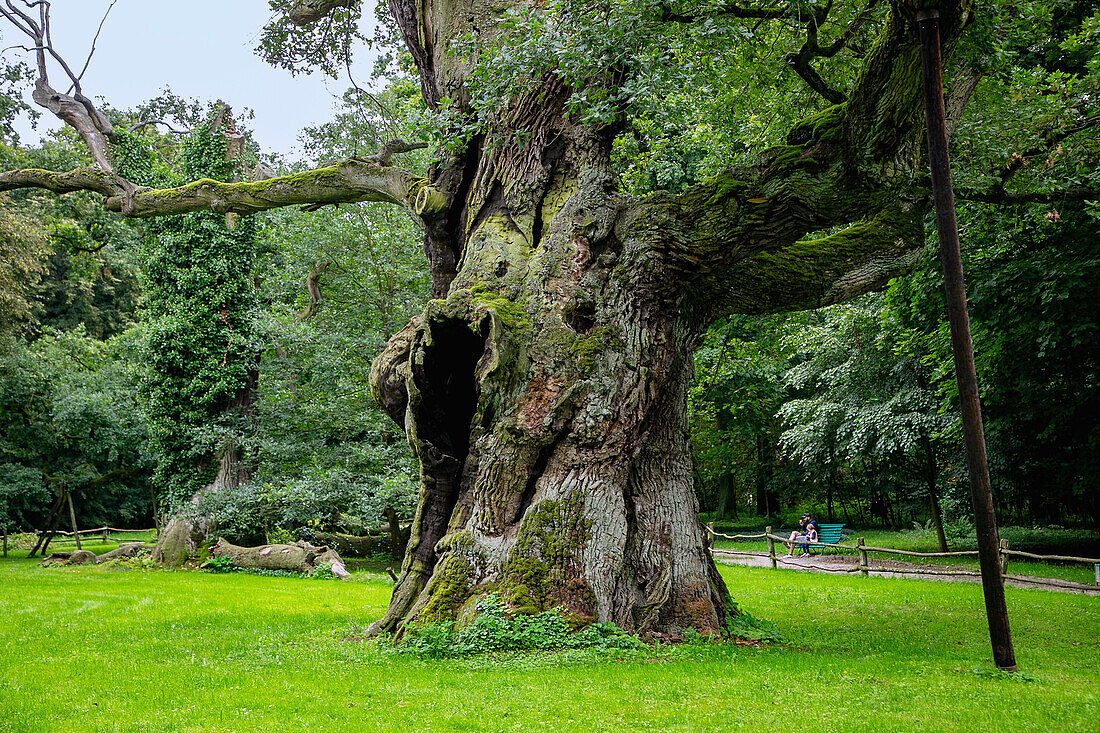 alte Eichen Rus, Czeck und Lech im Schlosspark von Schloss Rogalin (Palais Rogalin; Palac Rogalin, Pałac w Rogalinie)  bei Poznan in der Woiwodschaft Wielkopolska in Polen